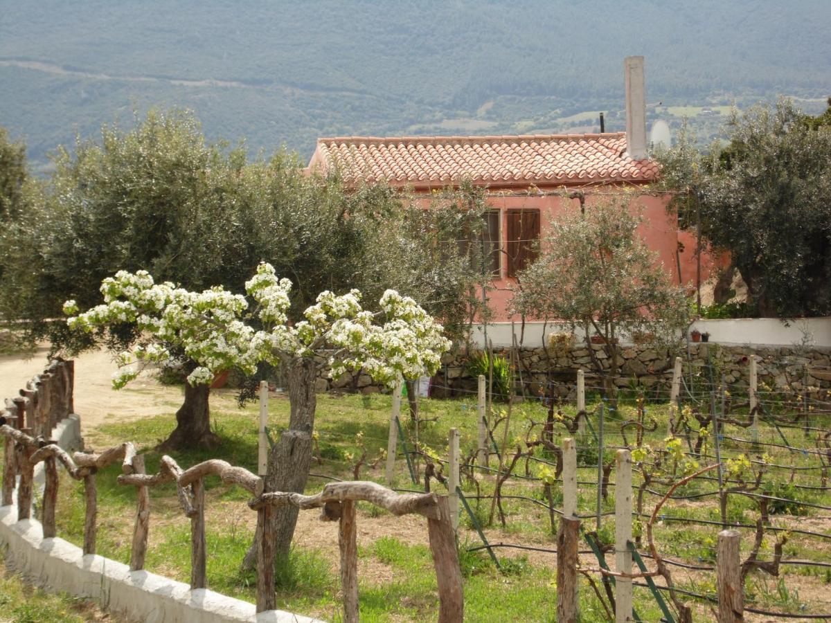 Villa L'Oleandro Oliena Exteriör bild
